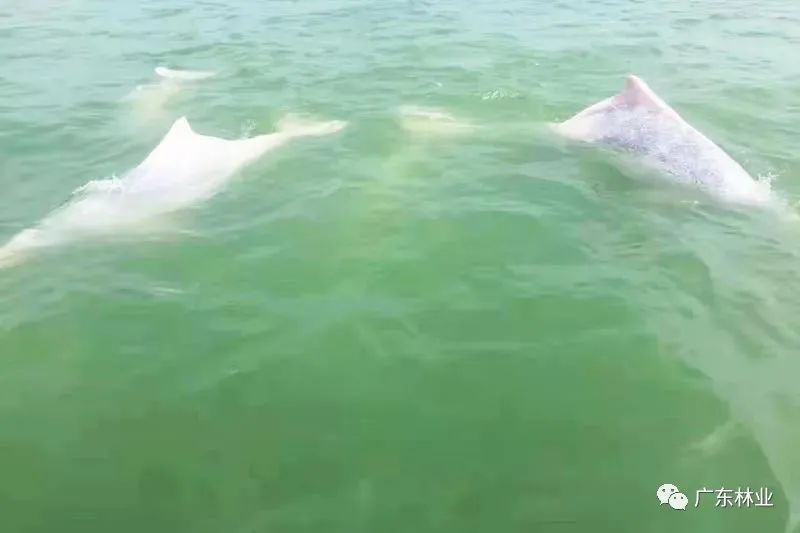 好運來！30只中華白海豚結隊暢游廣東雷州灣