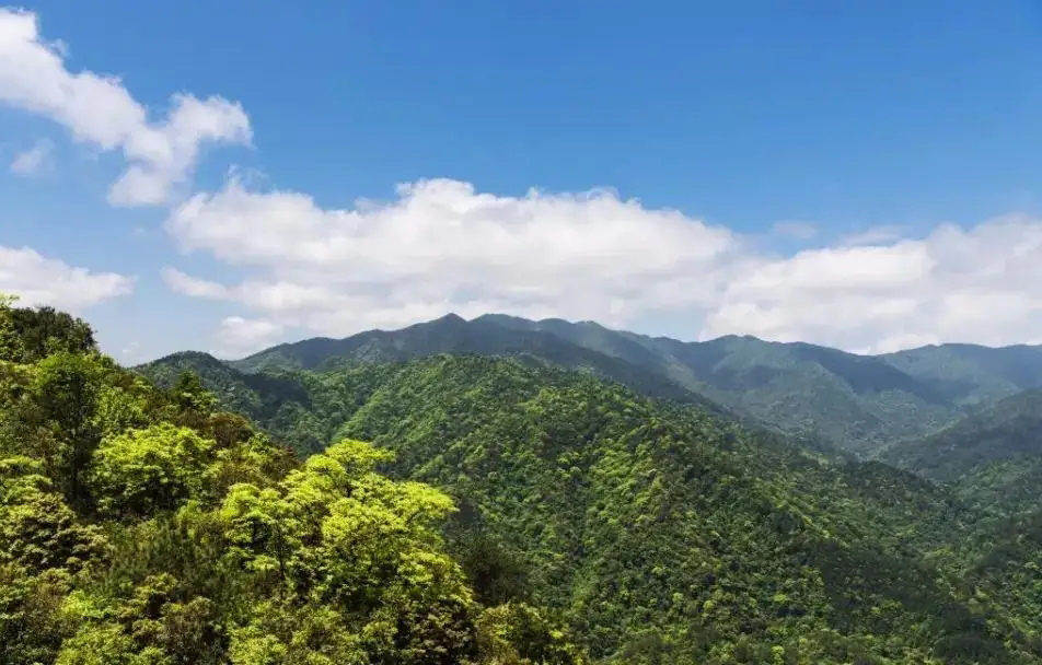 視頻曝光！小靈貓首次現身車八嶺