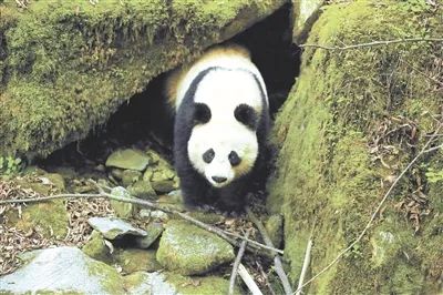陜西太白林業局巡護監測偶遇野生大熊貓
